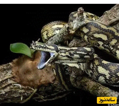 (ویدئو) حیات وحش ؛ مستند حیات وحش حیوانات/مار پیتون فرش،  استاد شکار از ارتفاع