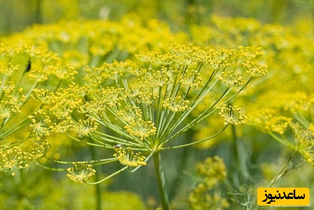 دیدن رازیانه در خواب چه تعبیری دارد؟ / تعبیر خواب رازیانه