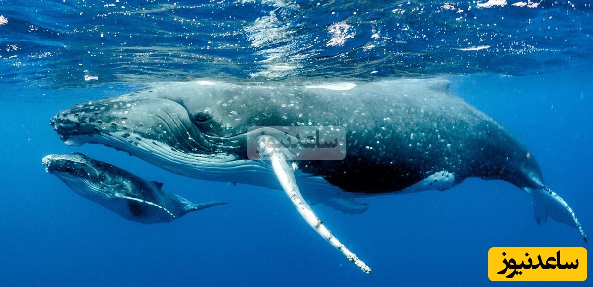 وقتی بزرگترین موجود روی کره زمین میمیرد، به 1000 موجود جان می بخشد!/ مرگ یا سقوط آزاد به ژرفای اقیانوس +فیلم