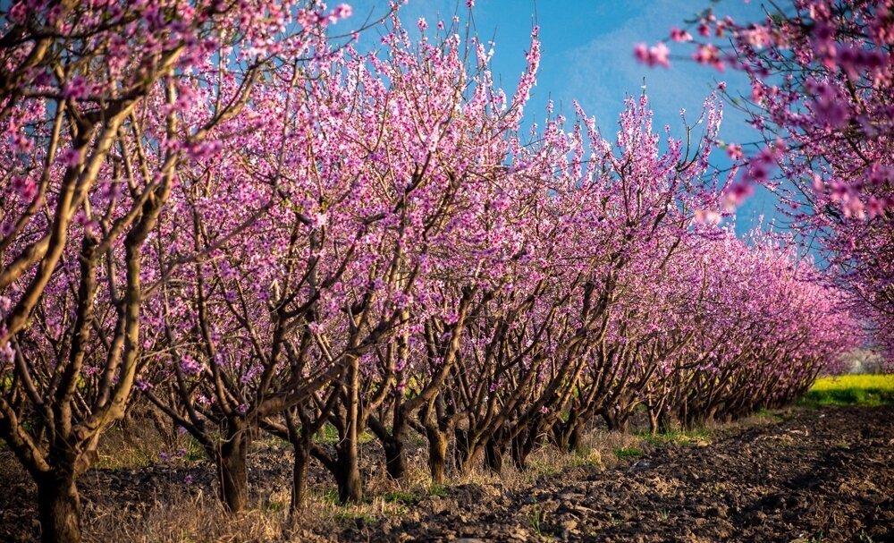 شکوفه