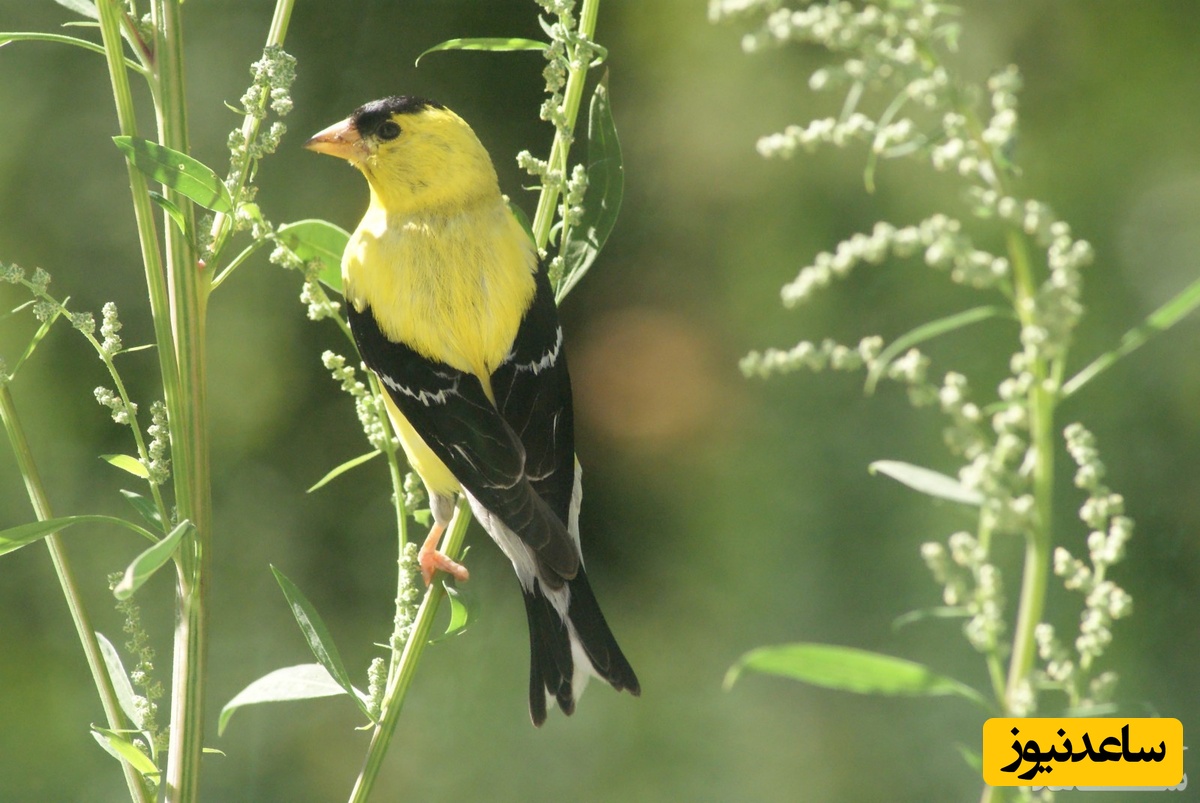 پرندگان به انگلیسی