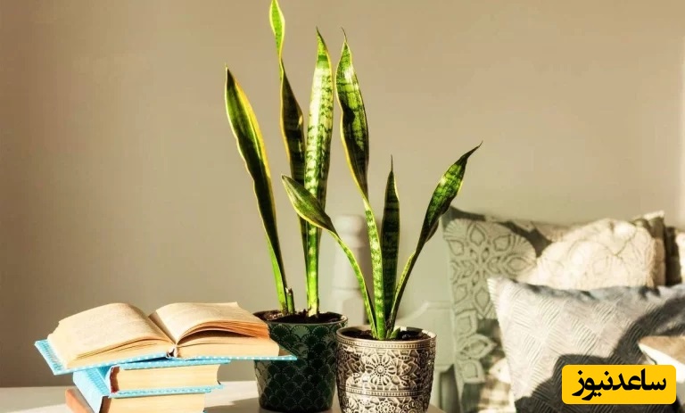 چطوری از لوله شدن برگ‌های گل سانسوریا جلوگیری کنیم/ زیبایی چشم‌گیر را به خانه خود بازگردانید+ عکس