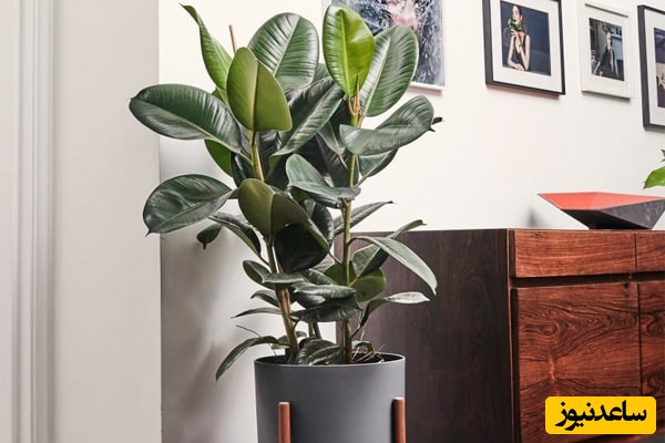 شرایط نگهداری فیکوس