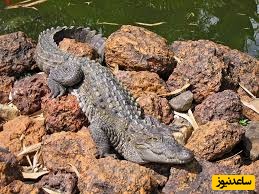 اظهارات تلخ خانواده دختری که دستش را گاندو خورد + تصویر وحشتناک