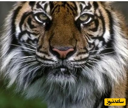 (ویدئو) حیات وحش ؛ مستند حیات وحش حیوانات / کمین حساب‌شده ببر برای زمین‌گیر کردن طعمه