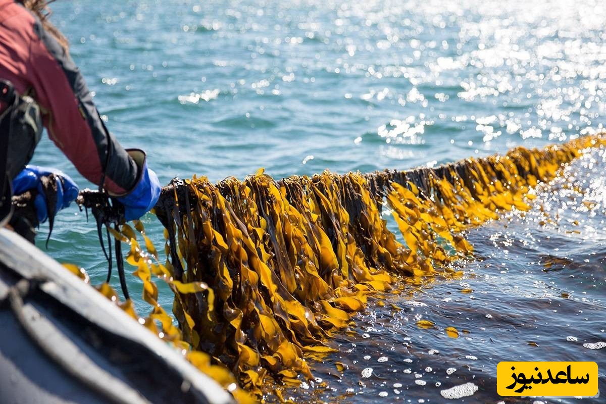 شش غذایی که ممکن است با گرم‌ترشدن زمین رواج پیدا کنند