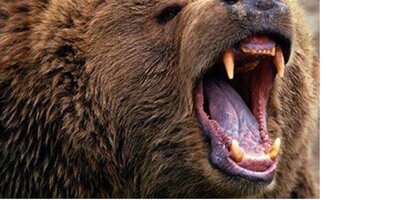 خرس قهوه ای باغ وحش صفه نگهبان جوان را کشت