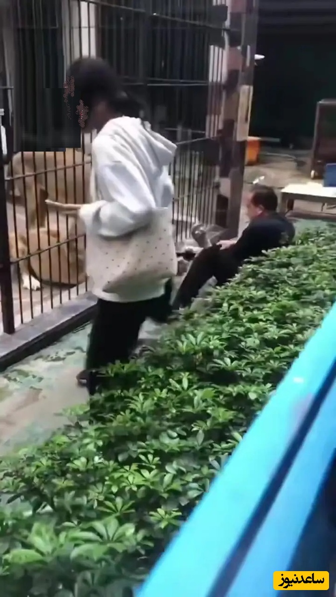 تصاویری هولناک از لحظه حمله شیرهای باغ وحش به یک دختر+ ویدئو