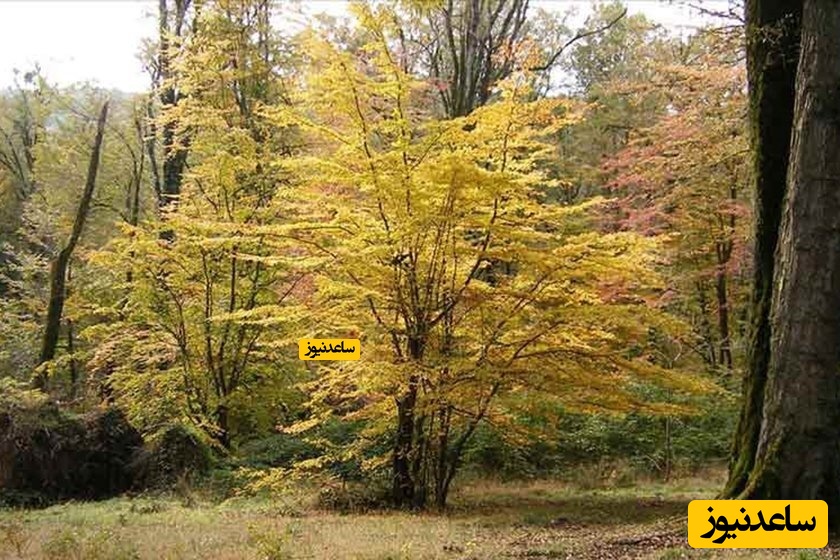 پناهگاه حیات وحش سمسکنده