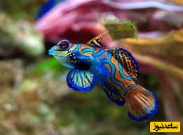 جواهر رنگارنگ اقیانوس آرام را ببینید!