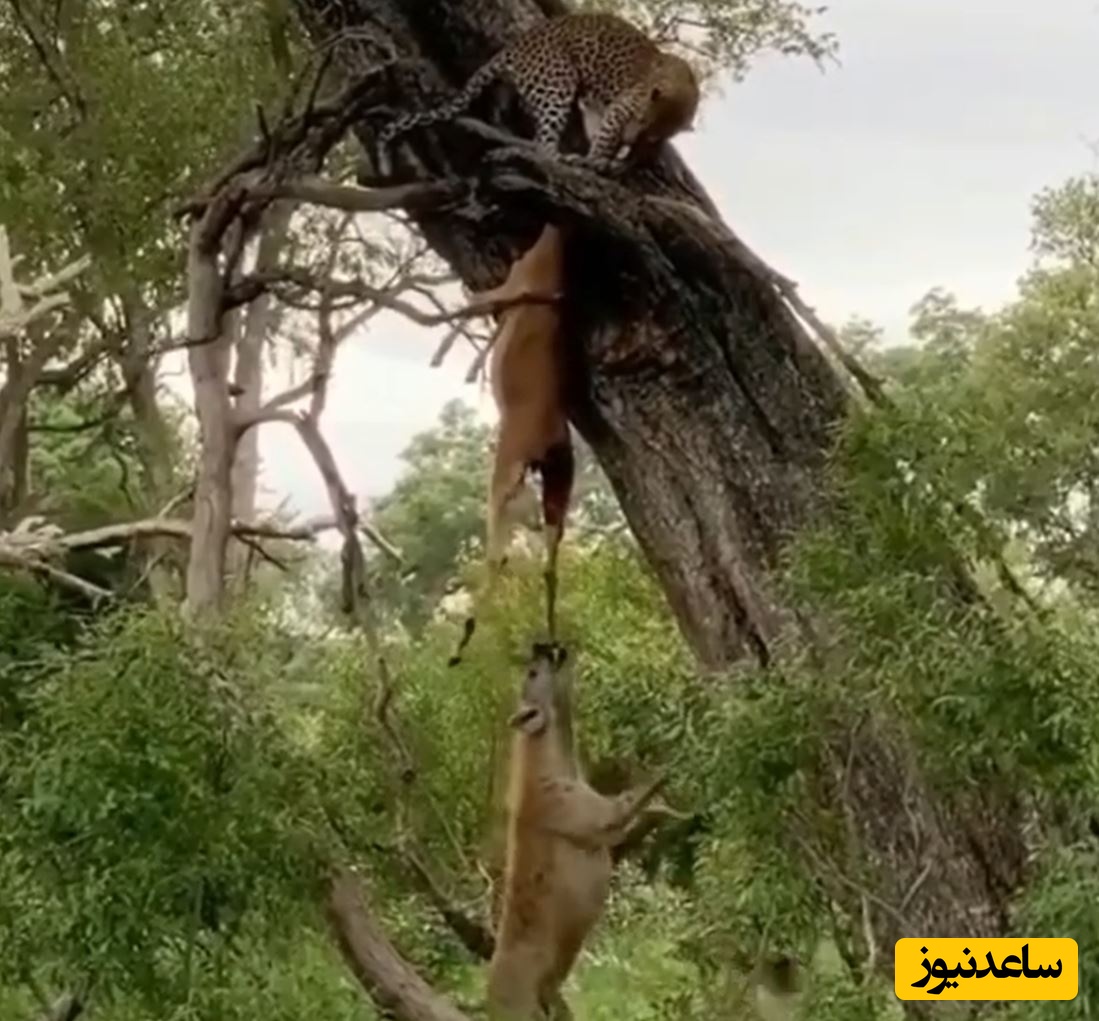 (ویدئو) حیات وحش ؛ مستند حیات وحش حیوانات / کفتار سمج شکار را از چنگ پلنگ ربود