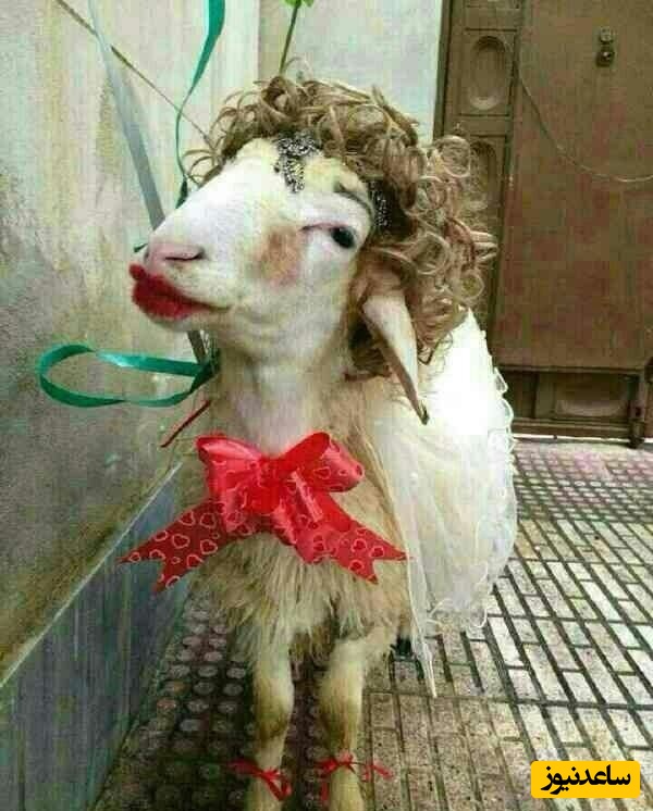 خلاقیت تحسین‌برانگیز و خنده‌دار "عروس ایرانی" درتزئین کله پاچه برای مادرشوهر/ 1000 آفرین به این ذهن پر از ایده و خلاق🤣