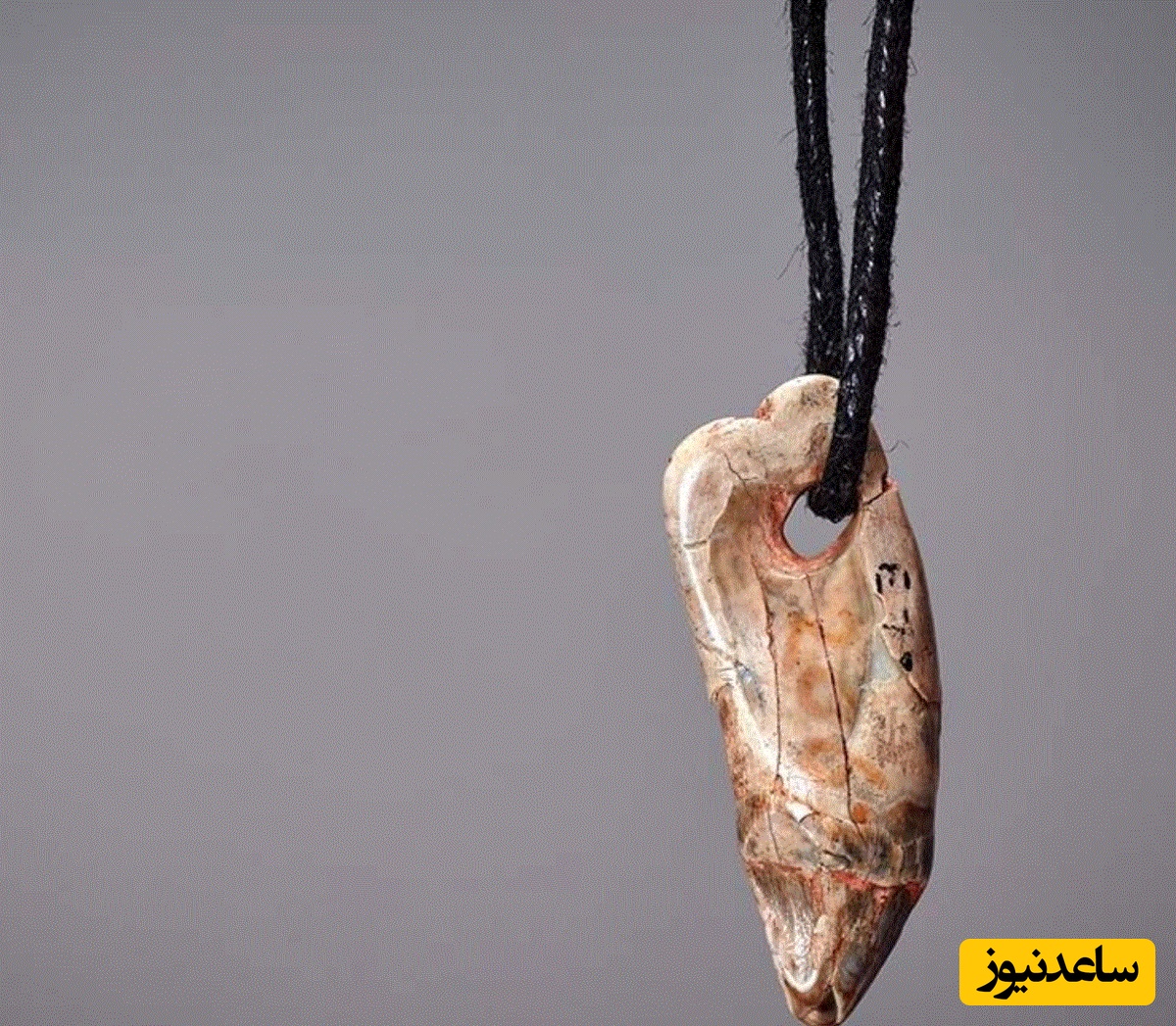 گردنبند 15 هزارسالۀ «دندان فُک» که متعلق به انسان‌های ماقبل تاریخ بوده است