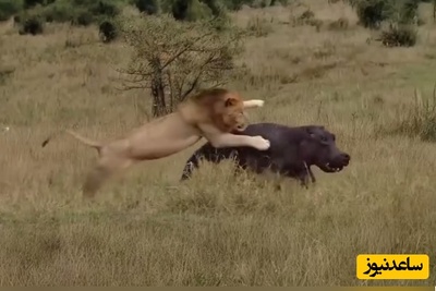 (ویدئو) مستند حیات وحش حیوانات/ ماجرای امروز راز بقا: نبرد نفسگیر شیر نر و اسب‌آبی نگون بخت