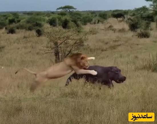 (ویدئو) مستند حیات وحش حیوانات/ ماجرای امروز راز بقا: نبرد نفسگیر شیر نر و اسب‌آبی نگون بخت