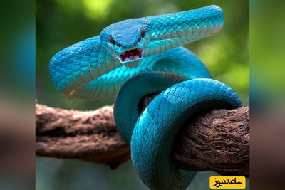 شوک در دنیای حیات‌ وحش؛ مار کبری غول‌ پیکر و اتفاقی که هیچ‌ کس انتظارش را نداشت! +ویدیو