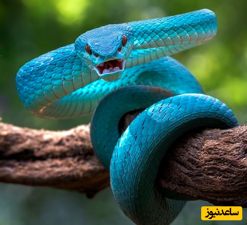 شوک در دنیای حیات‌ وحش؛ مار کبری غول‌ پیکر و اتفاقی که هیچ‌ کس انتظارش را نداشت! +ویدیو