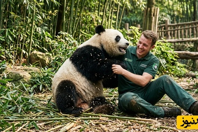 قانون جنگل؛ مستند حیات وحش/ نبرد تن به تن پانداهای پشمالو و انسان در قلمرو بامبوها +فیلم