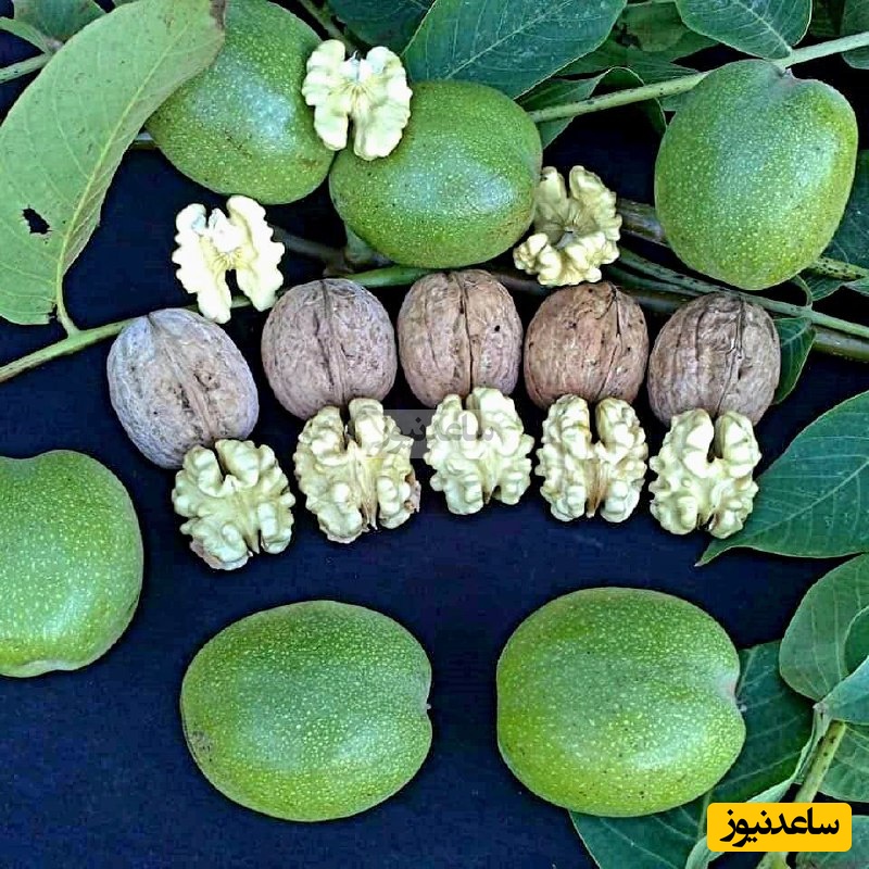 پالیز، لیبل اصل و معتبر نهال ها