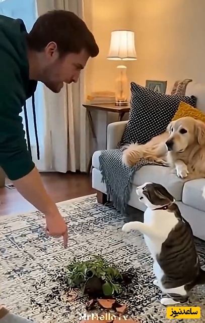 مستند حیات وحش؛ ویدیویی خنده‌دار از اقدام مقابله به مثل یک گربه بعد از دعوا کردن صاحبش به خاطر شکستن گلدان