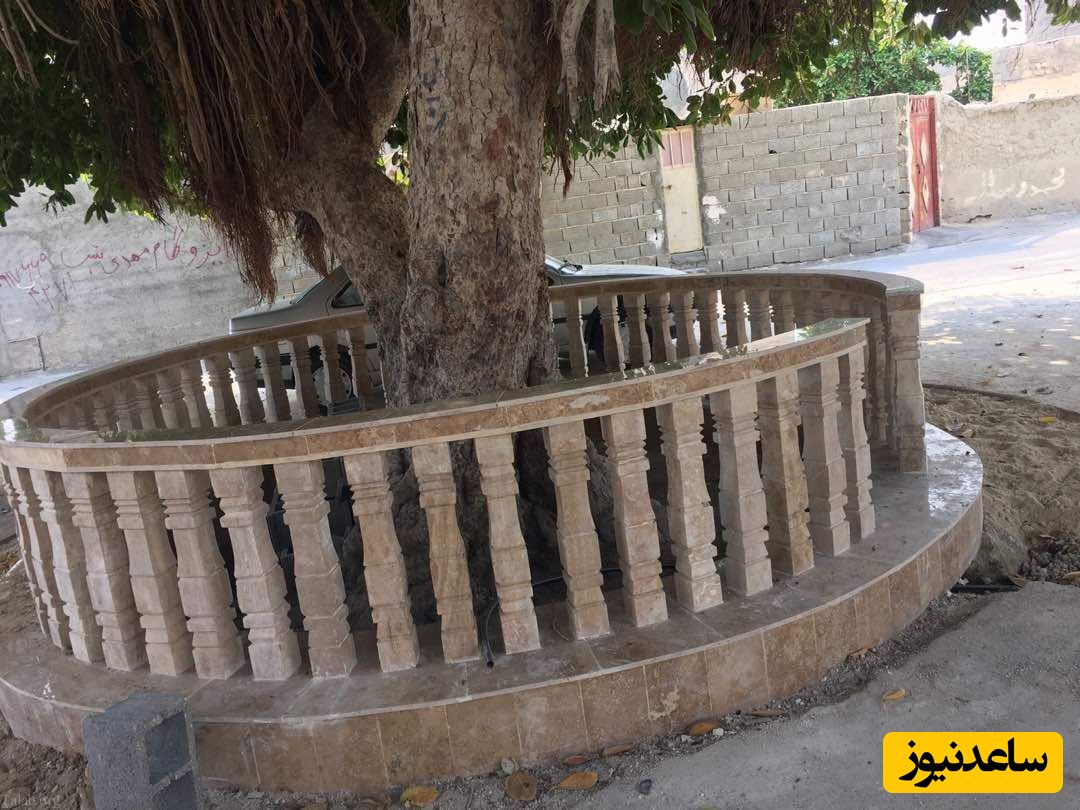 اقدام جالب شهرداری عسلویه برای نگه‌داری از درخت 150 ساله