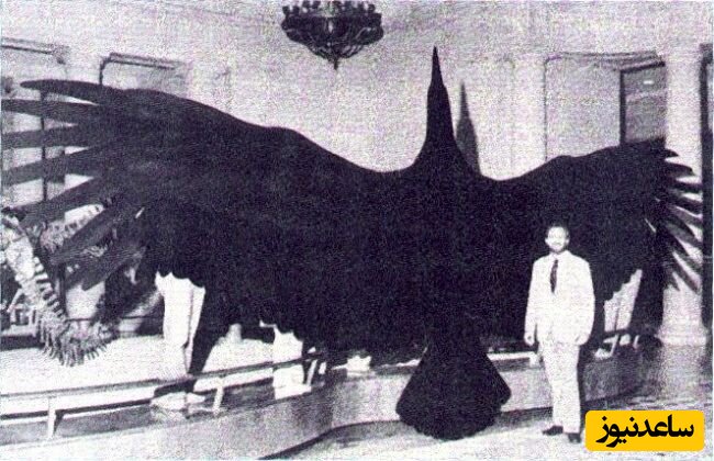 بزرگترین پرنده در جهان 