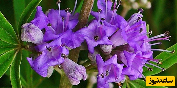 گیاه پنج انگشت (ویتکس)؛ معجزه هورمونی زنان + عوارض و نحوه مصرف علمی