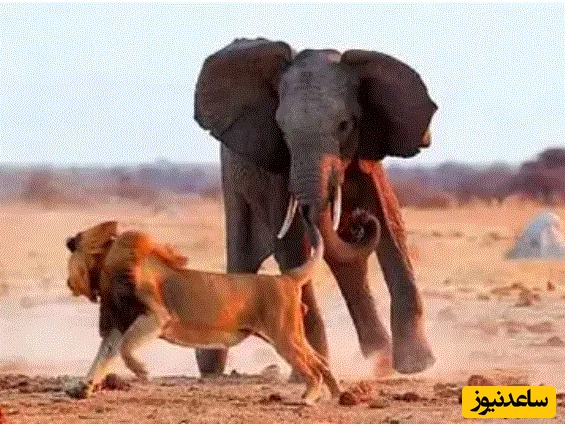 (ویدئو) حیات وحش ؛ مستند حیات وحش حیوانات/ تلاش شیر نر برای کشیدن یک فیل غول پیکر روی زمین