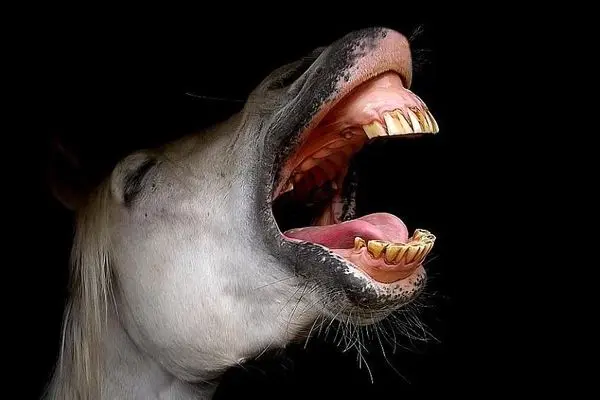 خنده از ته دل اسب پس از ترساندن گربه! +ویدئو/نخندی سنگین تری🤣
