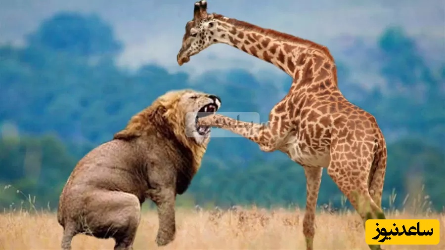 حیات وحش ؛ مستند حیات وحش حیوانات/ شیر ، زرافه