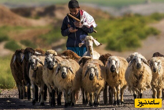 (فیلم) خوشتیپ ترین پسر چوپان که 350 تا گوسفند خوشگل داره/ از چشمای پسره کلی امید و آرزو میباره +ویدئو