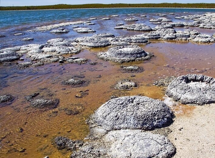 ساختارهای دایره‌ای مربوط به فعالیت میکروب‌ها در ساحل دریاچه‌ای در استرالیای غربی