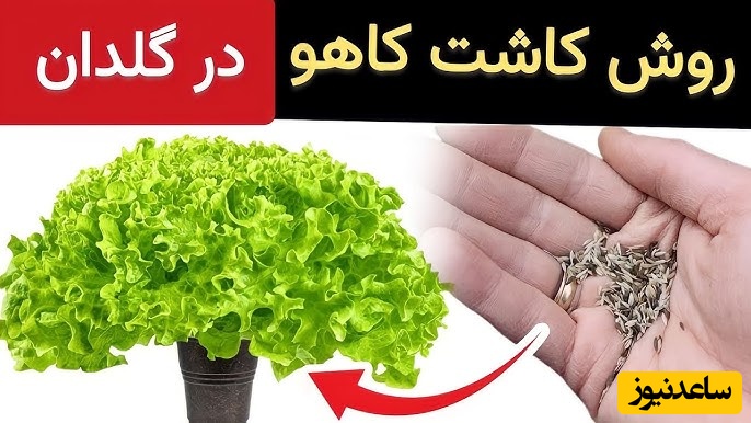 باغچه کوچک خودت را بساز؛ راهکار طلایی کاشت و برداشت کاهوهای ترد و تازه در گلدان و بدون دردسر + ویدئو