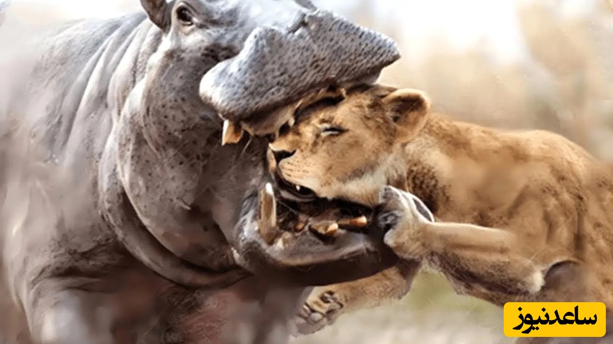 مستند حیات وحش؛ فرار خنده دار سلطان جنگل از دست اسب های آبی/ قشنگ دمشو گذاشت رو کولش فرار کرد+ویدئو