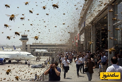 پس از کلاغ‌ها نوبت به زنبورها رسید؛ حمله دسته بزرگ زنبورها به فرودگاه و فروشگاه‌های اسرائیل+ فیلم/ وقتی زمین و زمان میدونن صهیونیست‌ها به دردبخور نیستند!