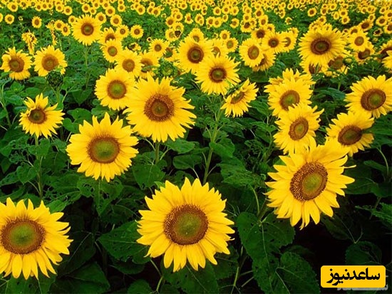 شخصیت‌شناسی از روی گل موردعلاقه