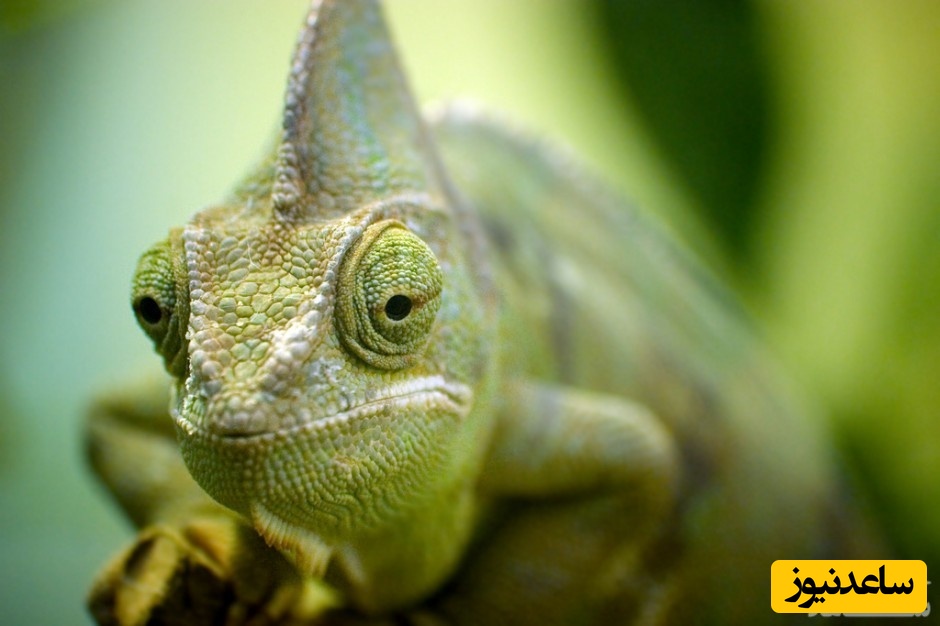 دیدن آفتاب پرست در خواب چه تعبیری دارد؟ /  تعبیر خواب آفتاب پرست