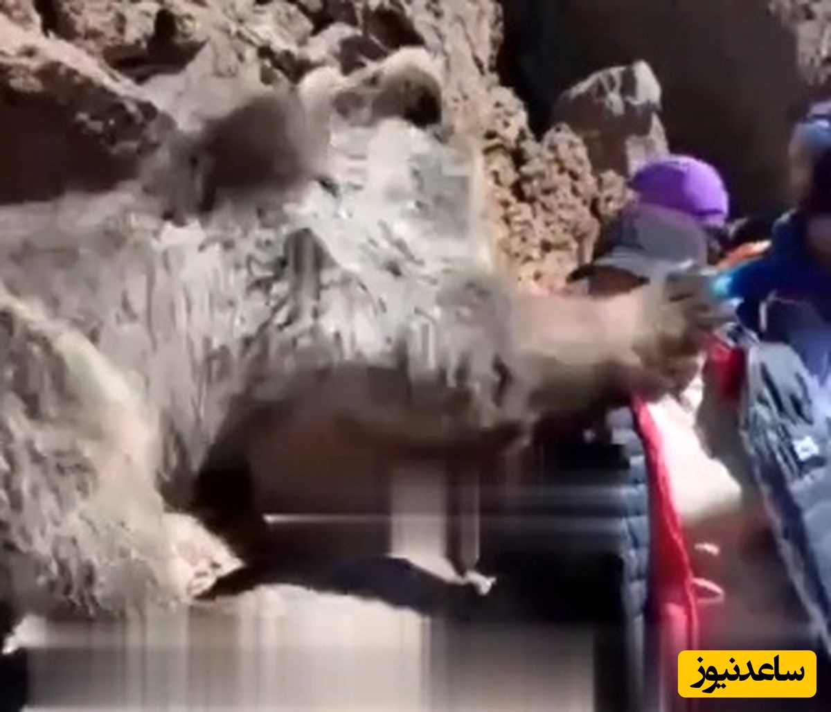 ببینید| لحظه ترسناک سیلی زدن خرس به صورت خانم گردشگری اردبیلی/ داشت بیخ گوش خرس با گوشی حرف می زد که ..