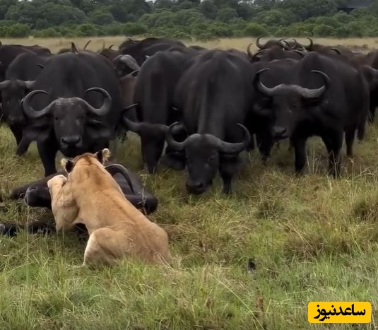 (ویدئو) حیات وحش ؛ مستند حیات وحش حیوانات/ شکست شیرها در مقابل اتحاد دفاع گله گاومیش‌ها