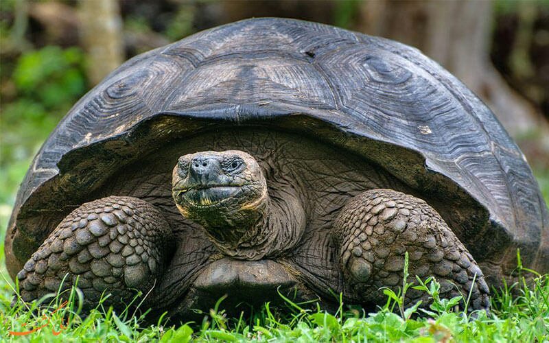 جشن تولد لاکچری یک لاکپشت غول پیکر به مناسبت 103 سالگی اش خبرساز شد+عکس