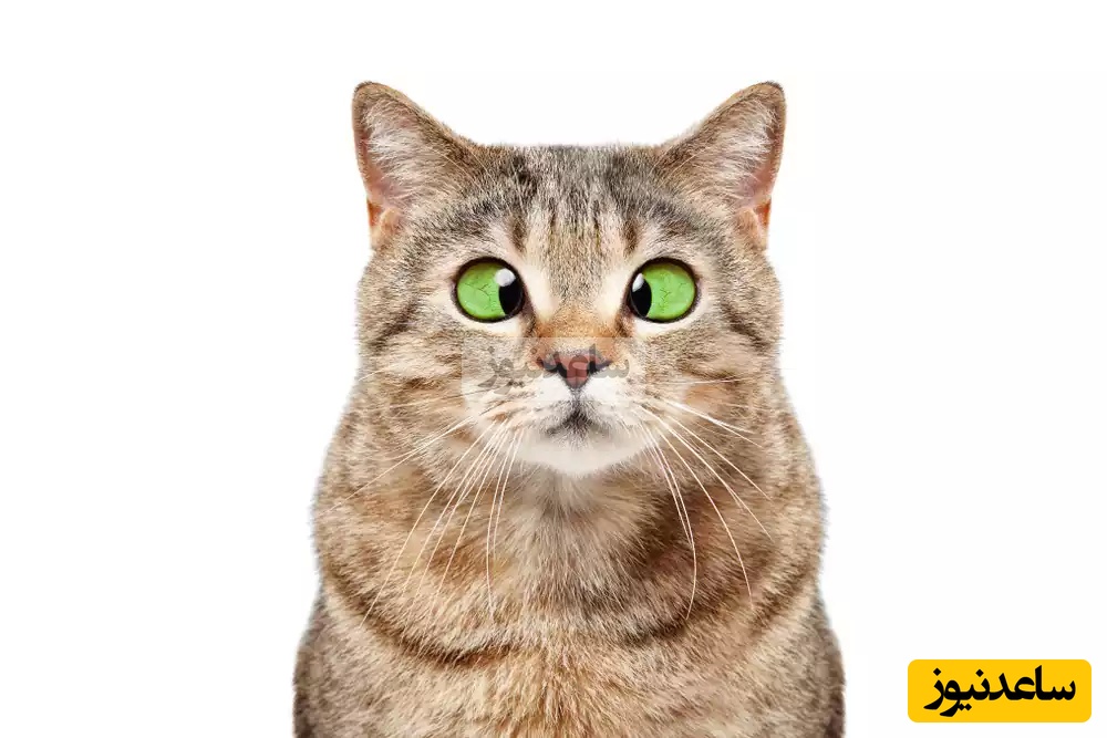 این فیلم روزتو میسازه/ چشای گربه رو کم مونده بزنه بیرون😂+ فیلم