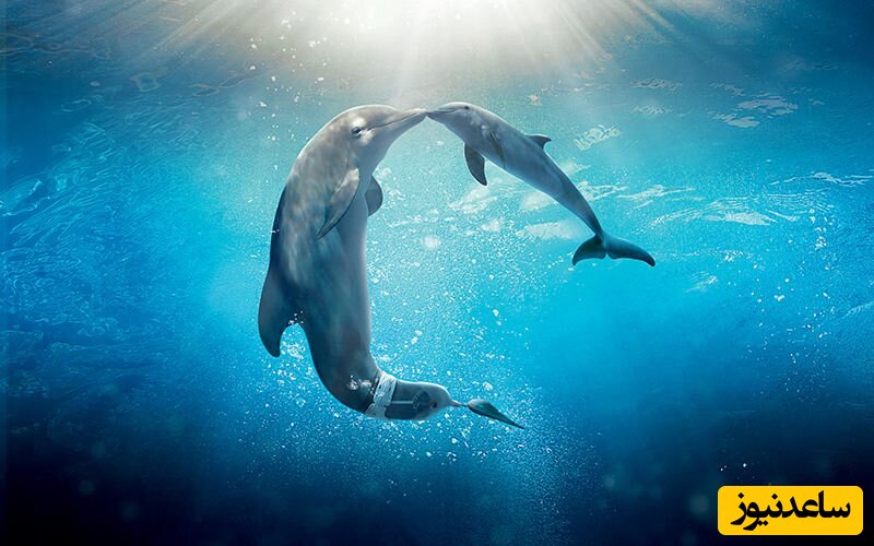 لحظه زایمان یک دلفین در کیش +ویدئو