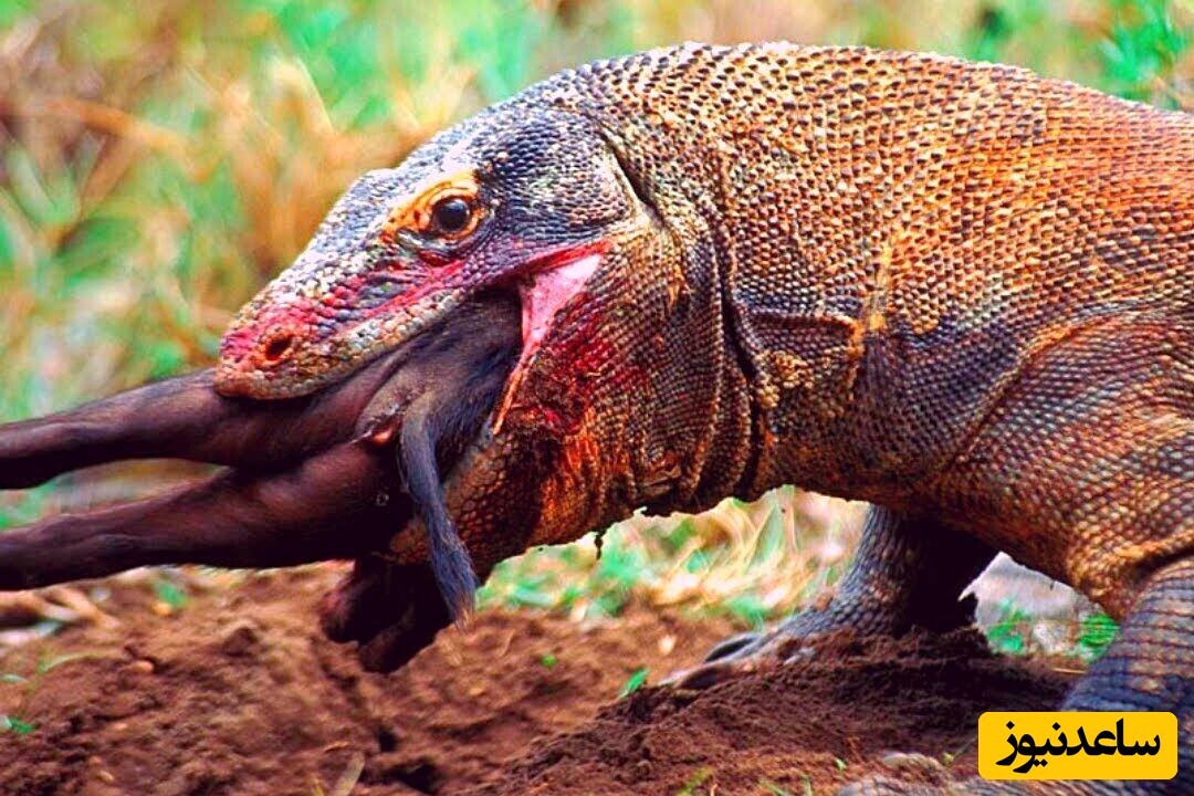 ویدیو؛ مستند حیات وحش / سلاخی و زنده‌خواری وحشتناک گراز وحشی توسط اژدهای کومودو