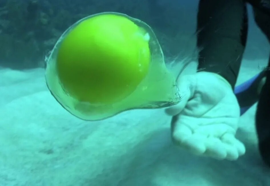 تخم مرغ در زیر دریا به شکل یک عروس دریایی درمی‌آید