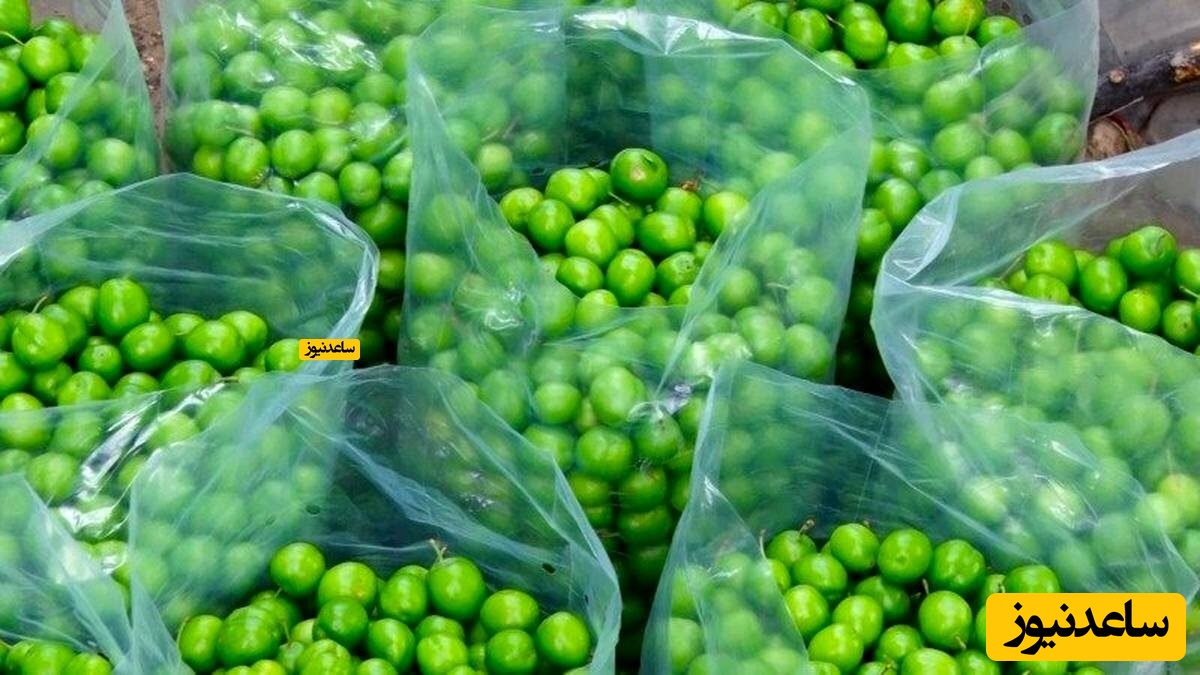 گوجه سبز کیلویی 6 میلیون! + فیلم