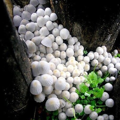 این قارچ‌های زیبا امسال چند صد نفر را مسموم کرده‌اند/ اگر در طبیعت قارچ دیدید به آن دست نزنید+ویدیو