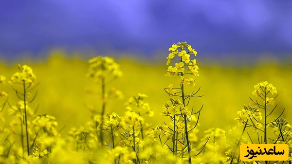 تصمیم جذاب دولت برای کشاورزان/ دکتر پزشکیان همواره به فکر معیشت!