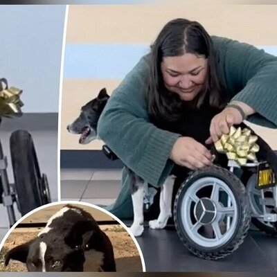 (ویدئو) داستان باورنکردنی سگ معلول و ویلچر سفارشی مرسدس بنز