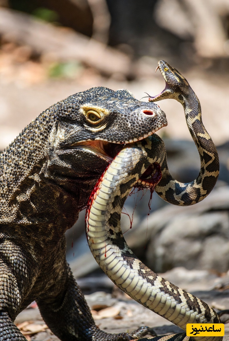ویدئوی حیات وحش روز؛ این ماجرای راز بقا: نبرد نفسگیر و تن‌به‌تن دو غول: اژدهای کومودو در برابر پیتون