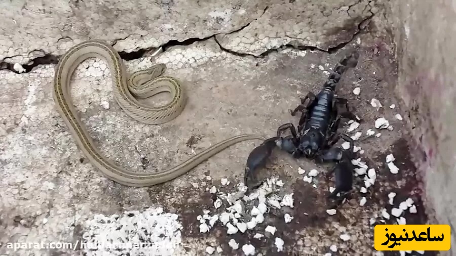 حیات وحش هیجان‌انگیز؛ مستند حیات وحش حیوانات / نبرد عقرب سیاه و مار خال‌خالی+ویدیو